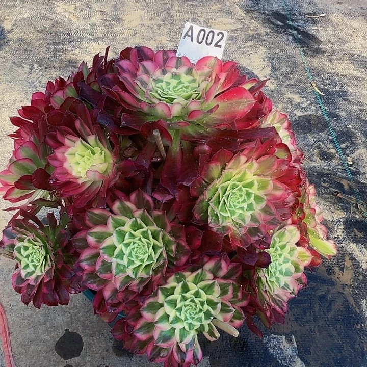 天河002有老伤福利a