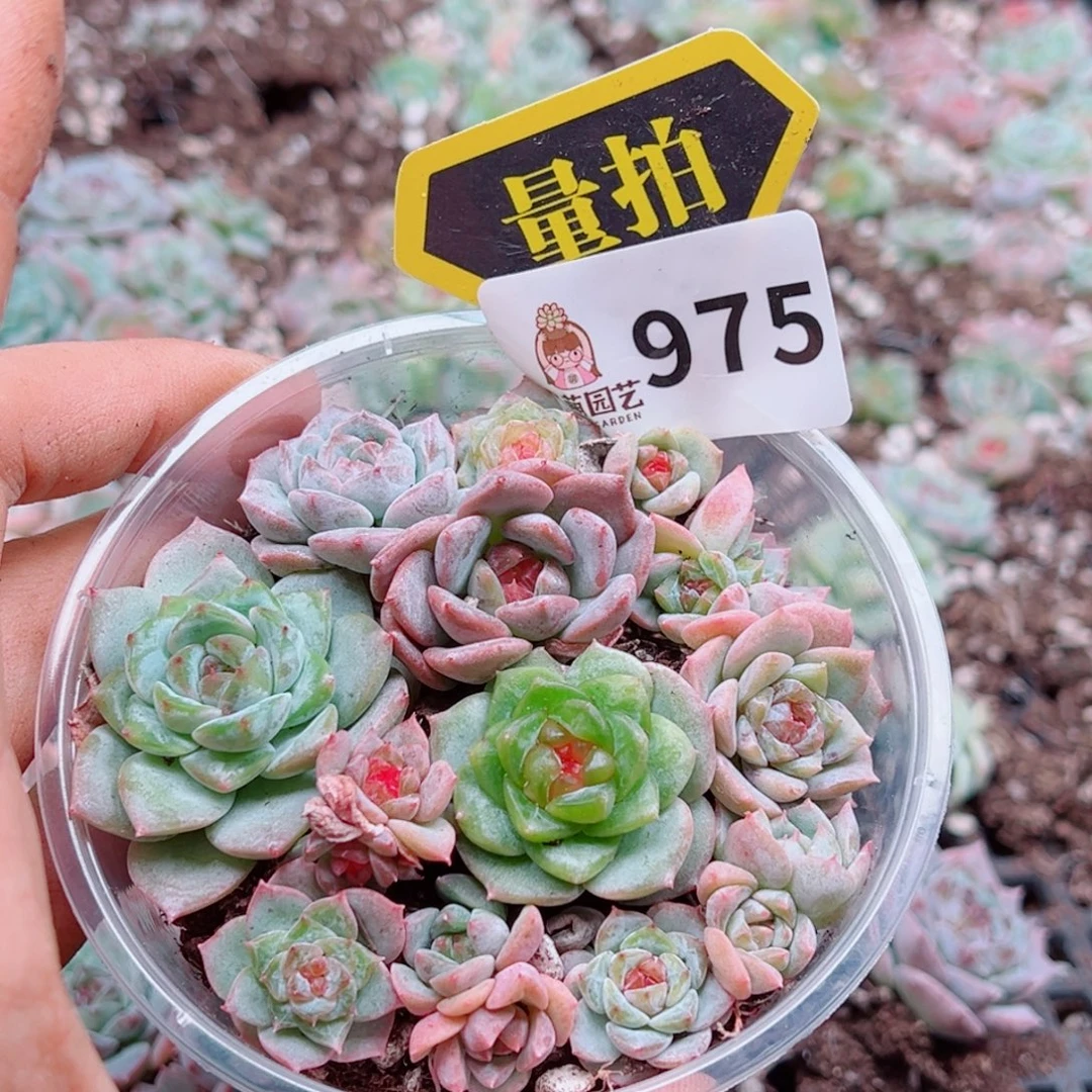 多肉植物多肉植物