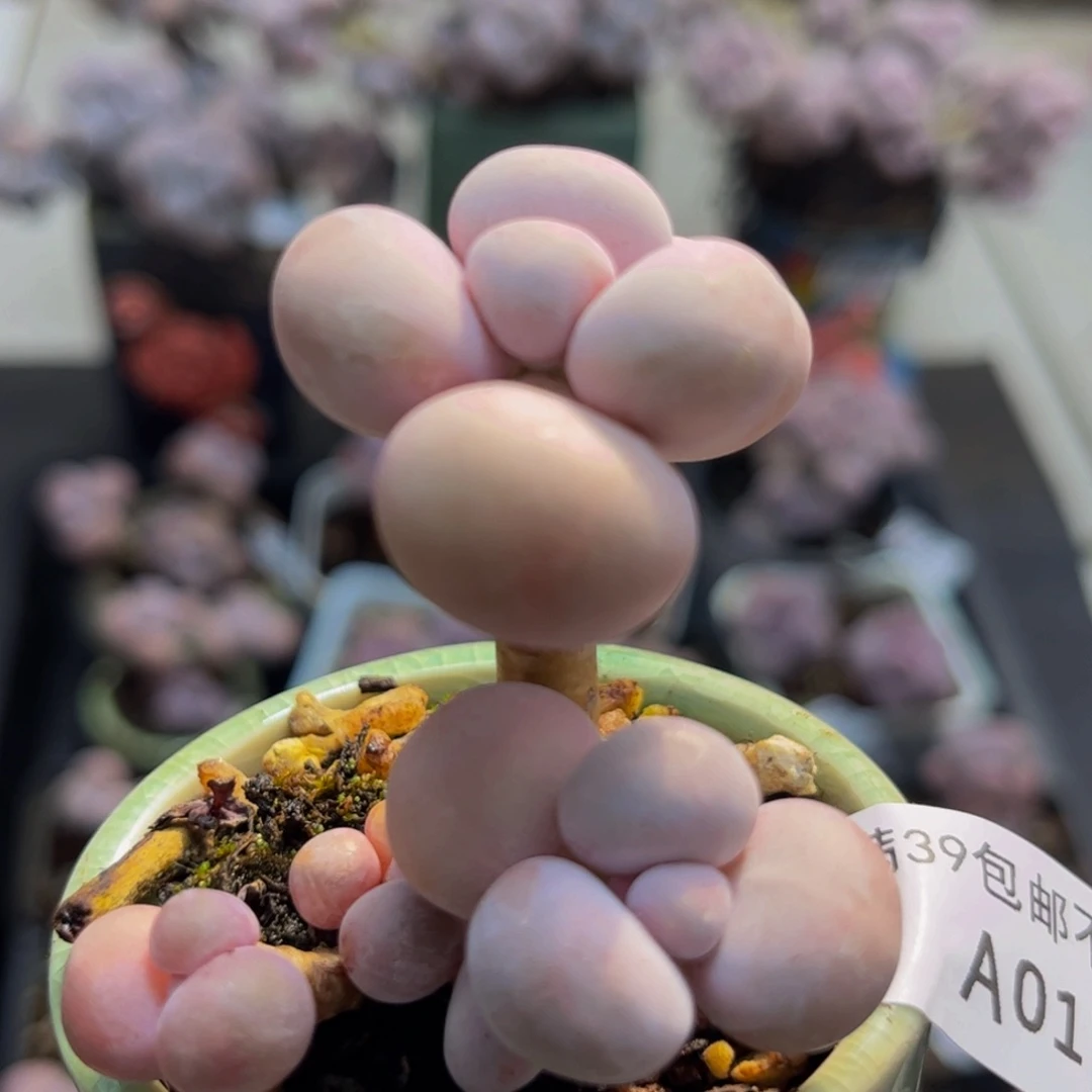 017/5cm橙奶多肉植物