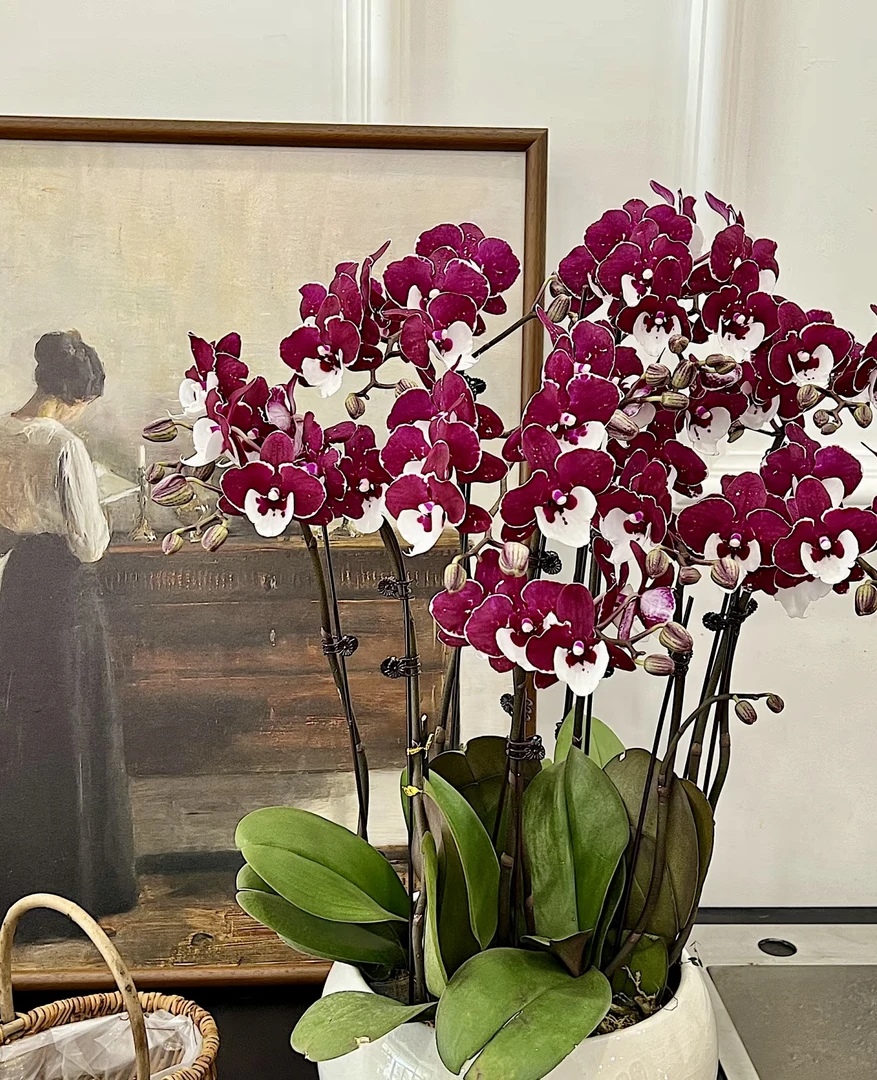 稀有品种【圣诞老人】蝴蝶兰带花带花苞