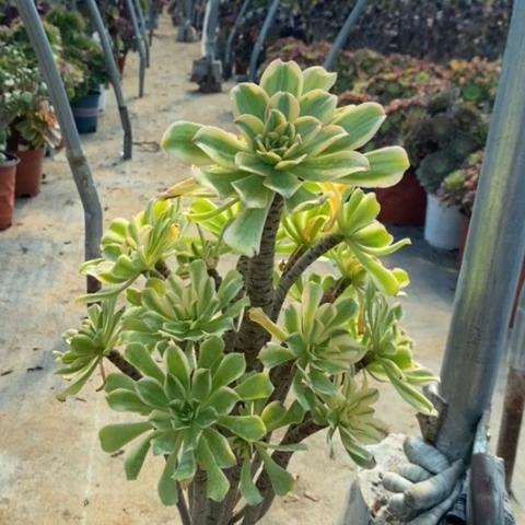 艳日伞多肉植物009