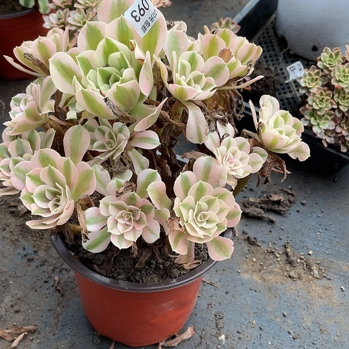 93女巫多肉植物法师