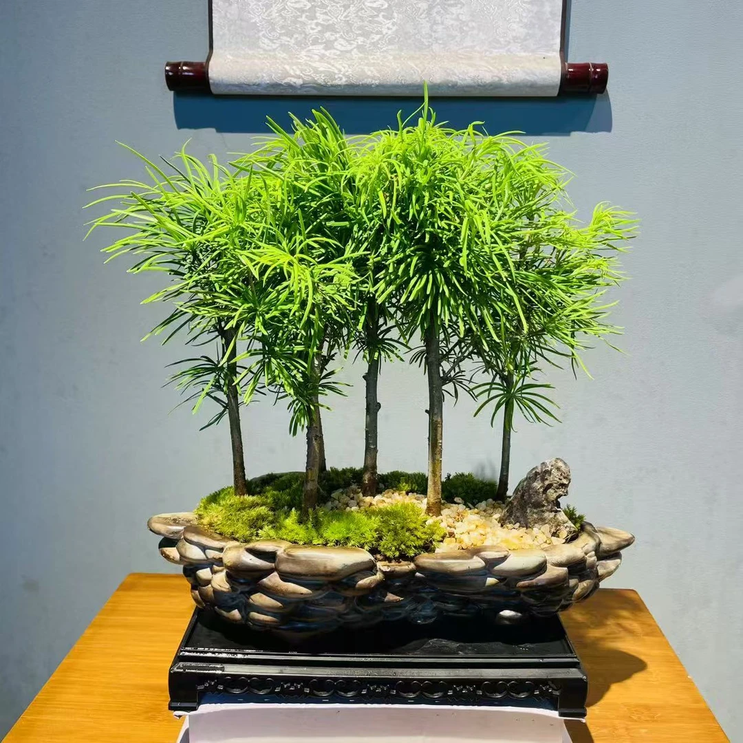 ZF鹅卵石浅盆陶瓷丛林7柱金钱松