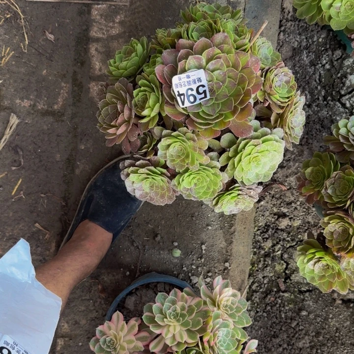 花月夜花25-21包邮花花