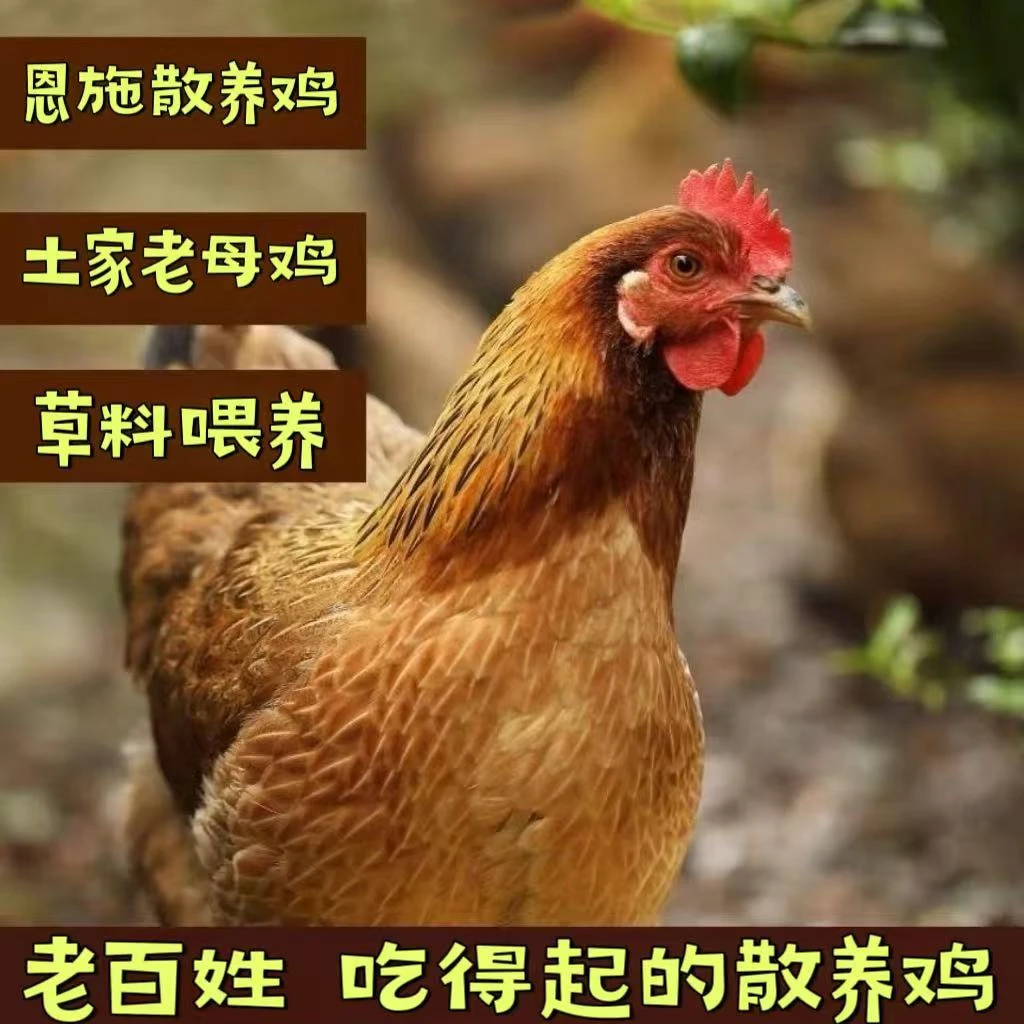 恩施农家散养土鸡