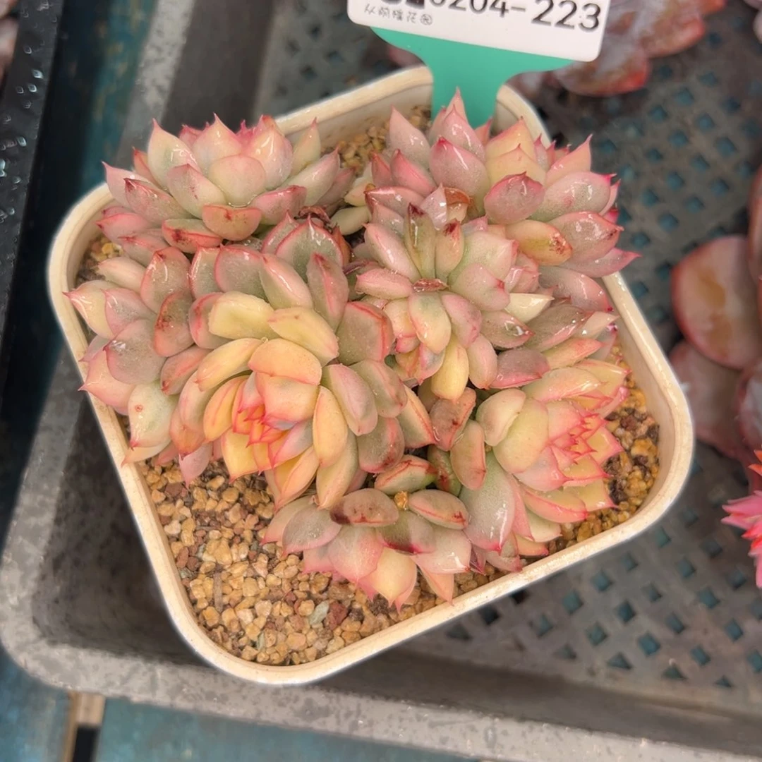 多肉一物一拍0204-223