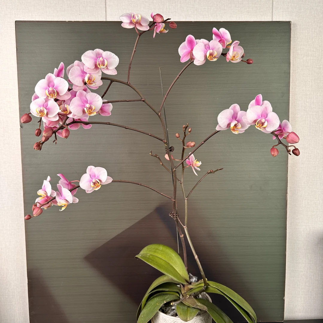 【花之漫】（罗斯基勒）3.5寸双剑蝴蝶兰盆栽
