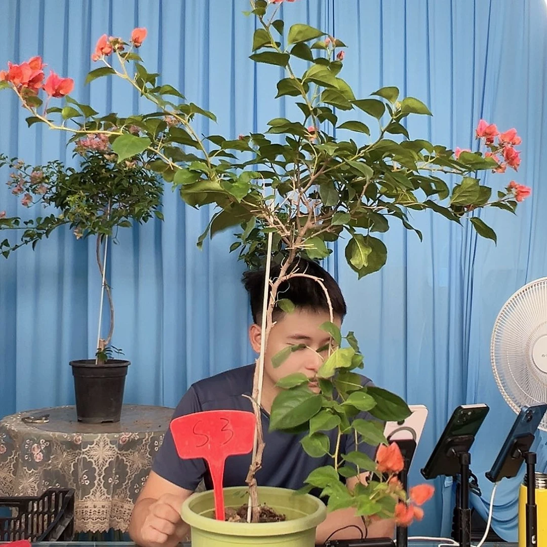 开***式当前无花栽培后可以开花S3暗夕