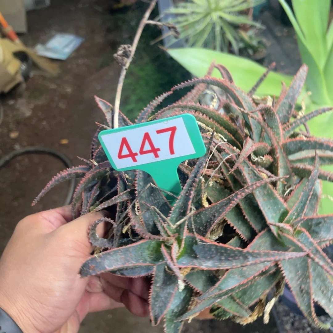 园艺芦荟芦荟系列447