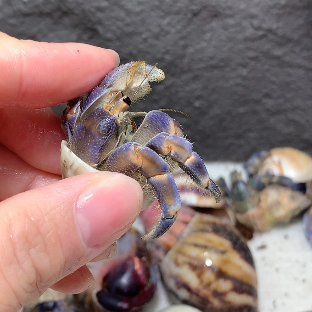 2.2口径奔跑的寄居蟹25号