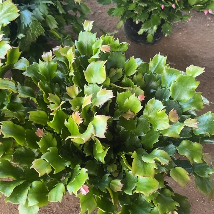 这***好当前无花栽培后可以开花