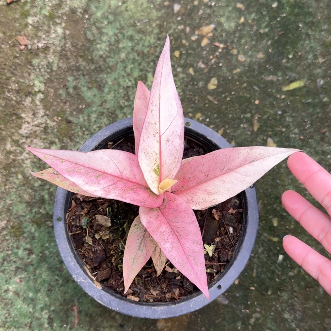 26-1109泰国发货鸟巢花烛