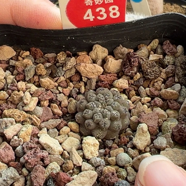 实生白肌豹头1.7cm一棵仙人球