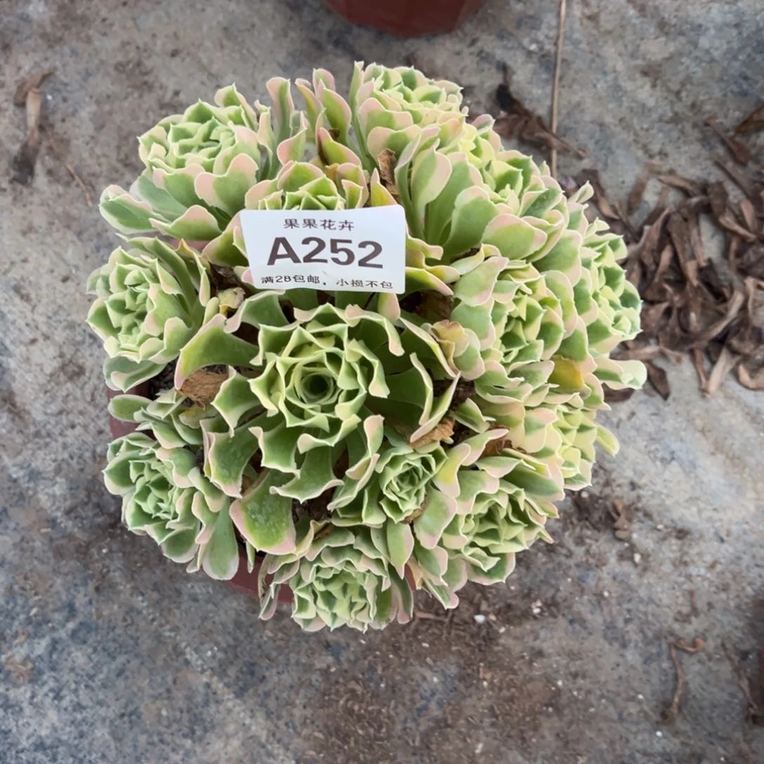 【闪购商品】白凤252多肉
