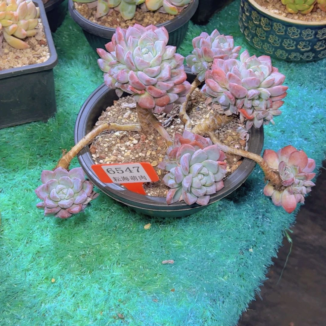 杂交6547多肉植物