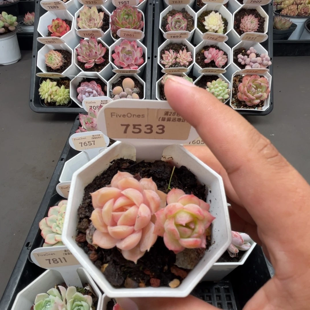 7533昂斯诺4.5厘米