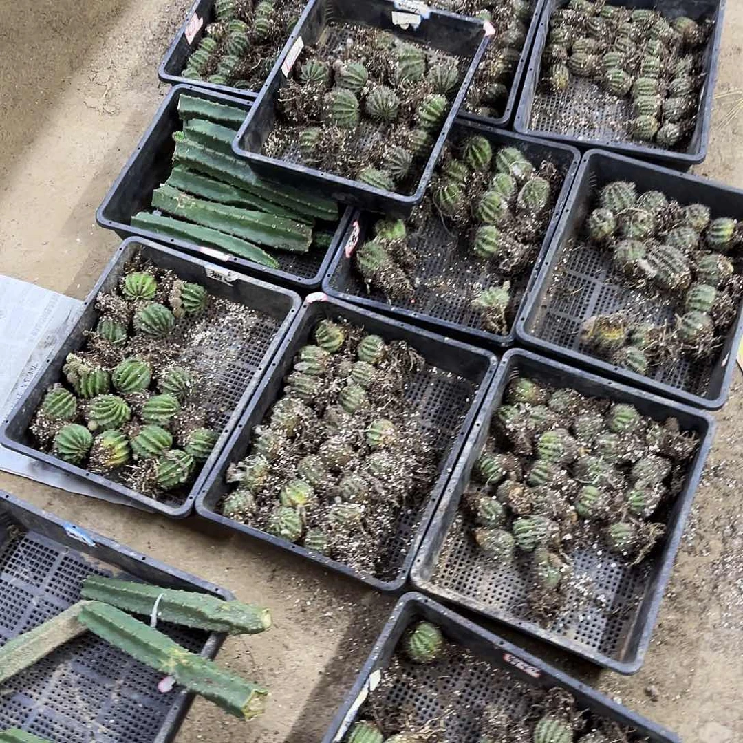 带根10品彩侧牙20包邮仙瑕疵瑕疵小