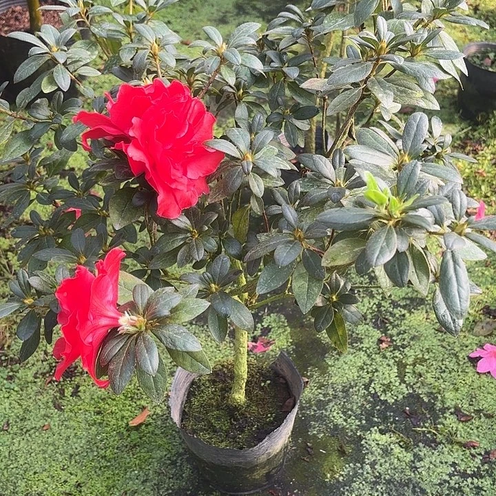 东***妹当前无花栽培后可以开花