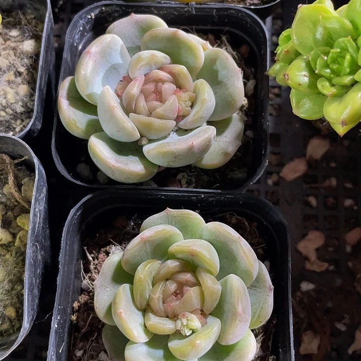 红琥珀2.8带盆土发