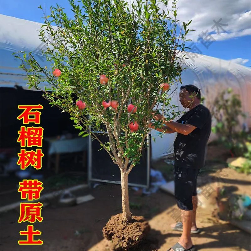 石榴树苗南北方种植当年结果果树果苗盆栽地栽