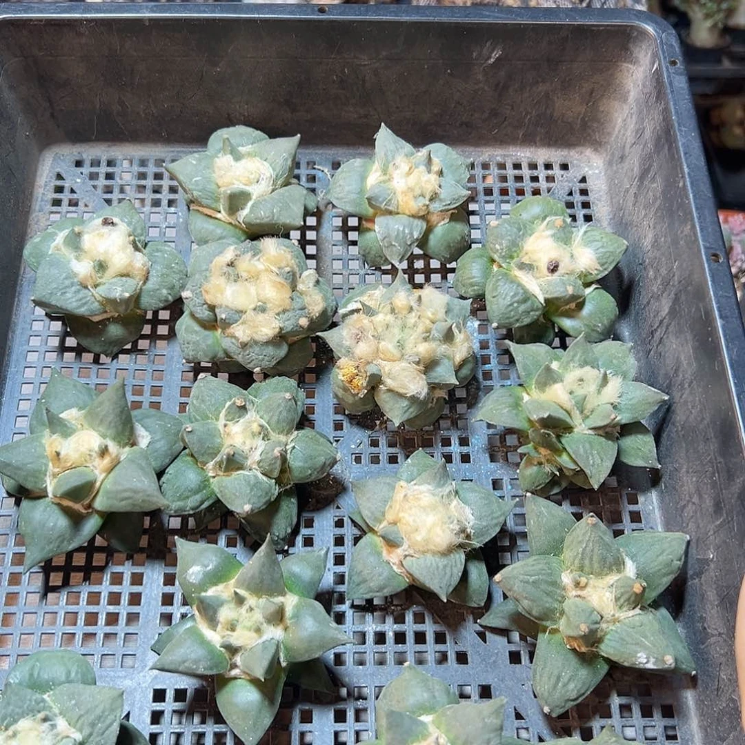 苗接无根福利牡丹7公分