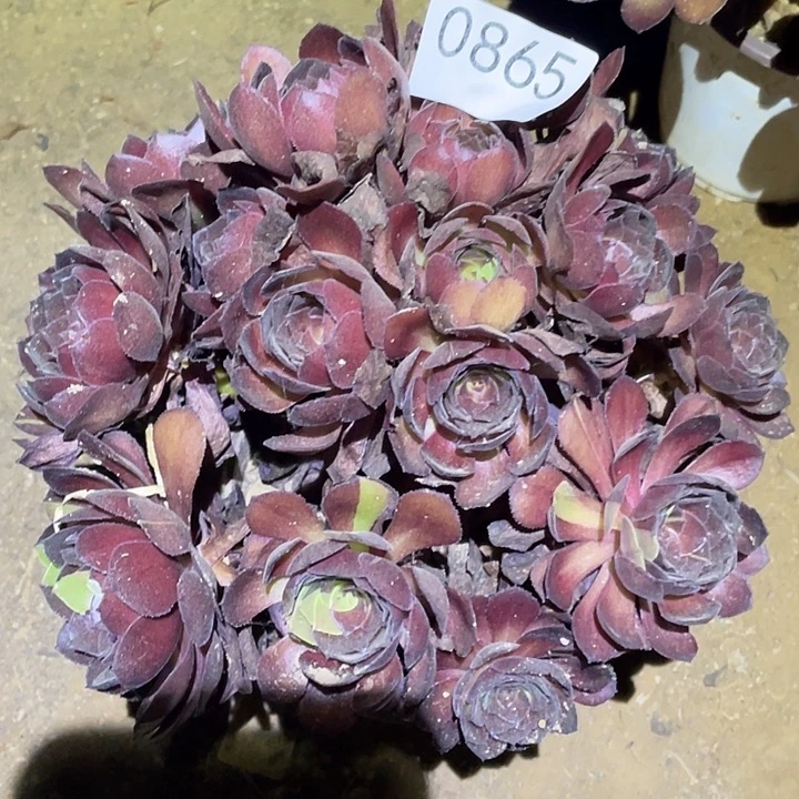 多肉植物法师865黑寡妇