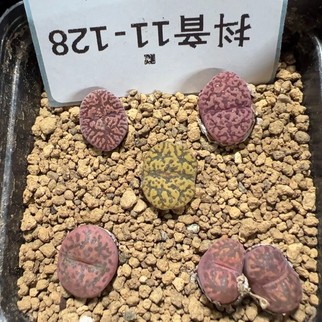 11-128肉锥多肉植物