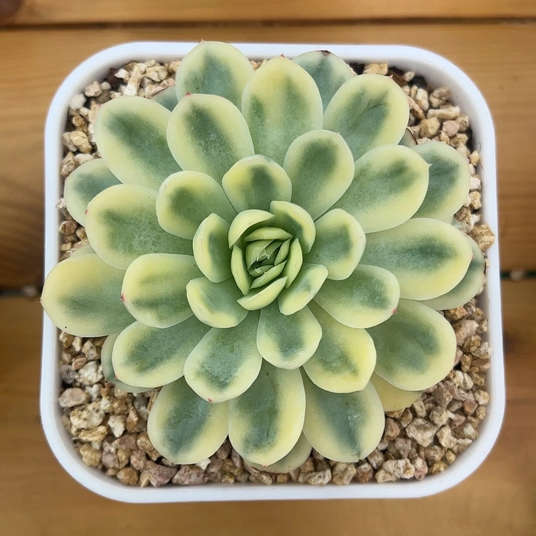草莓冰锦 婕宝一物一拍