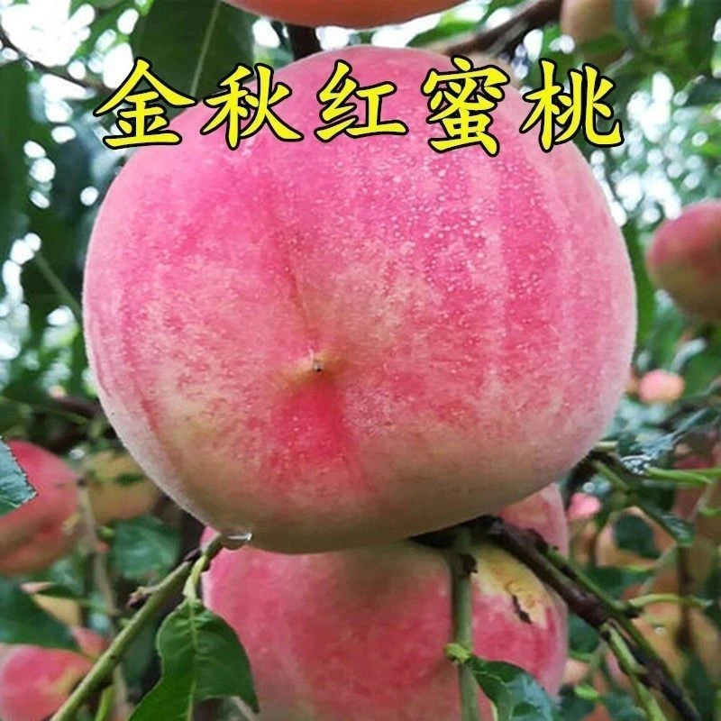 金秋红密桃树苗当年接果脱骨离核脆甜可口桃子