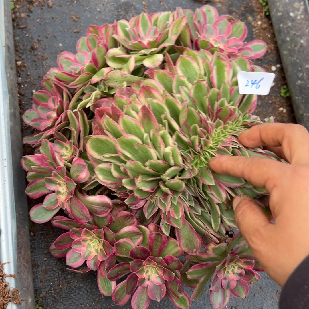 246孔雀翎缀多肉嘻嘻嘻