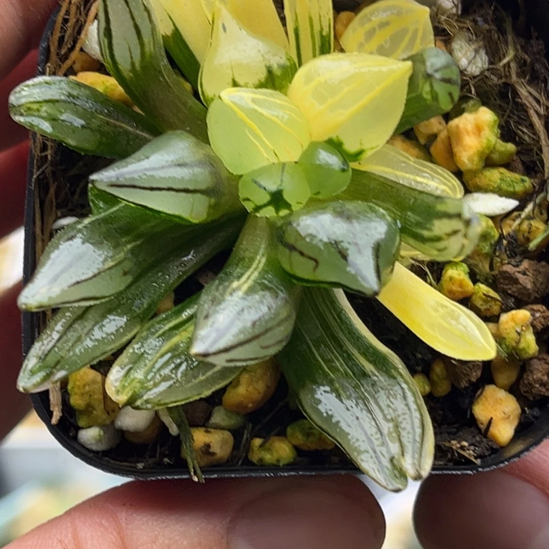 138西瓜寿锦头家多肉十二卷