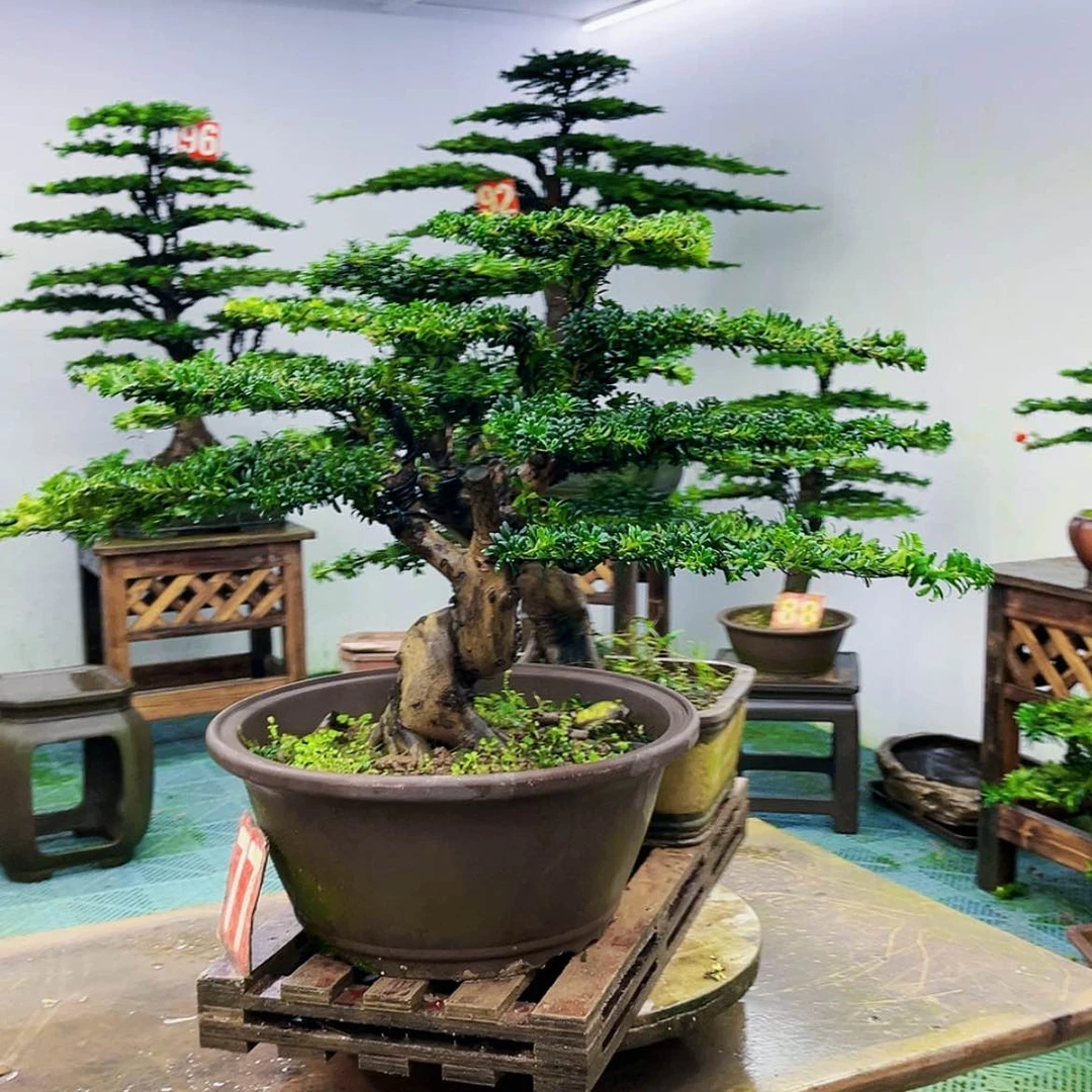 【闪购商品】无花朵