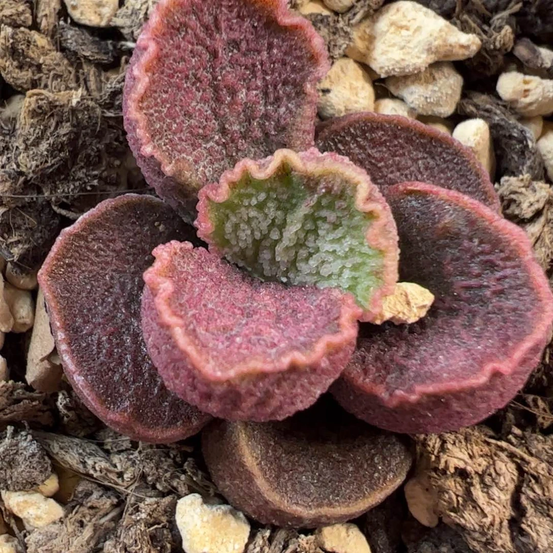 实生新品多肉植物水泡