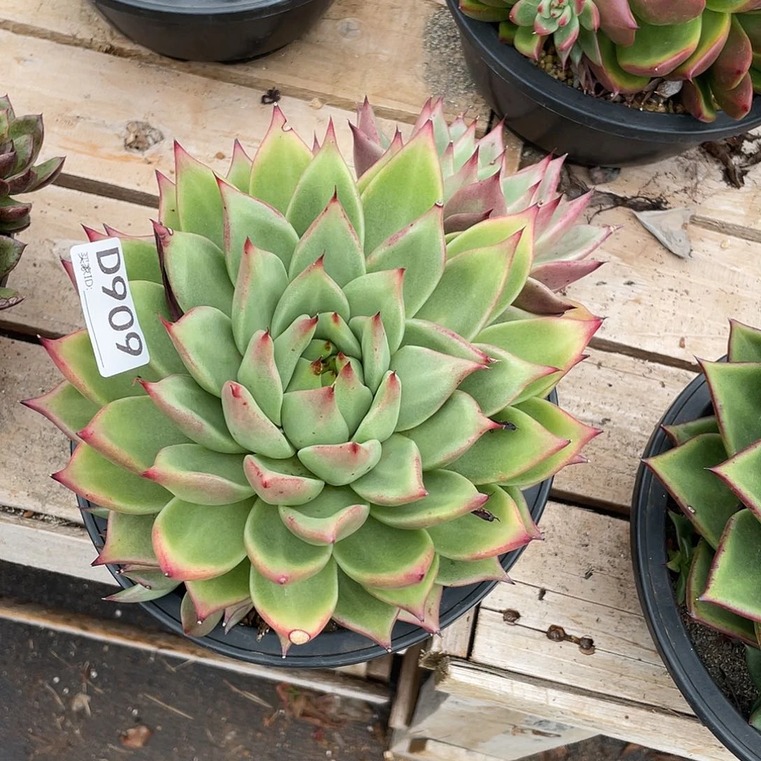 若如东云组拍D909