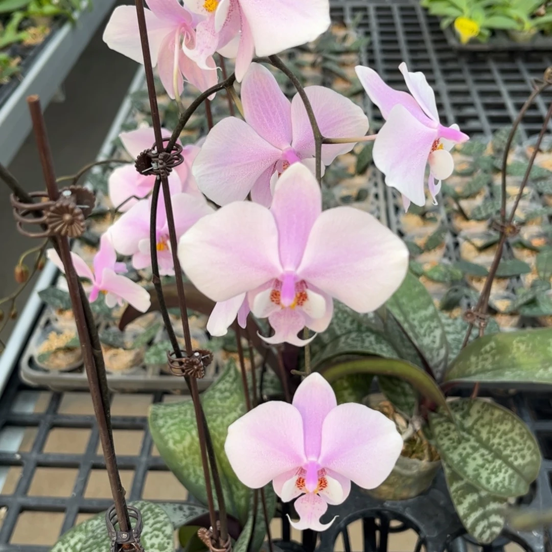 完全开放2.5寸麦当娜开花株