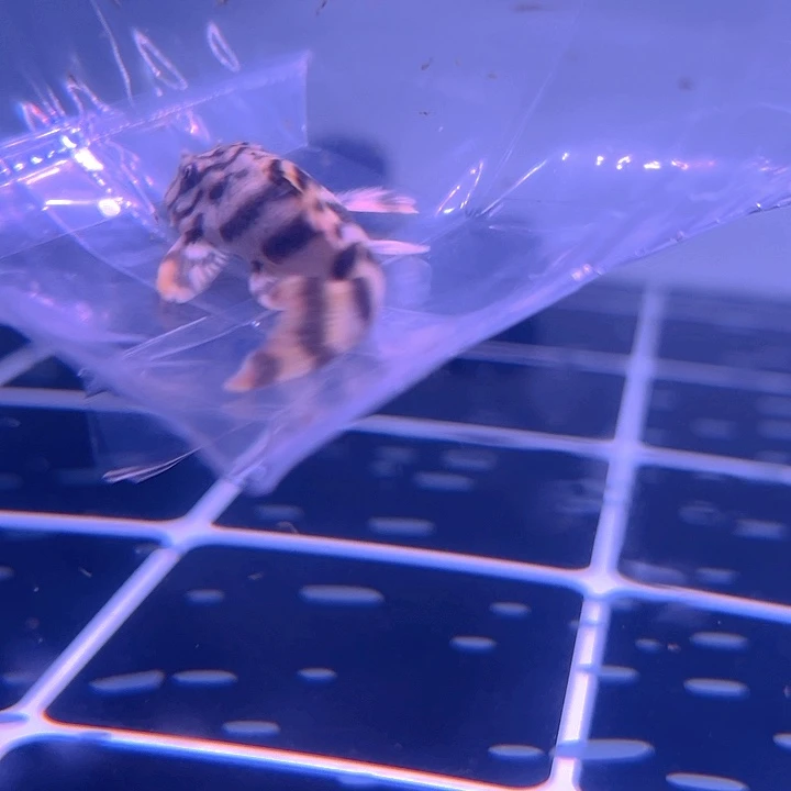 清道夫鱼23-027陶瓷娃娃一条尺寸6+
