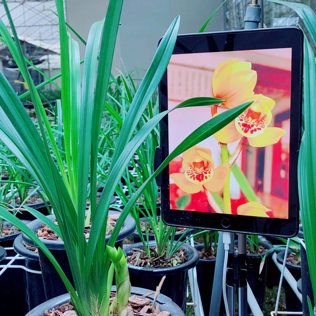 当前无花栽培后可以开花