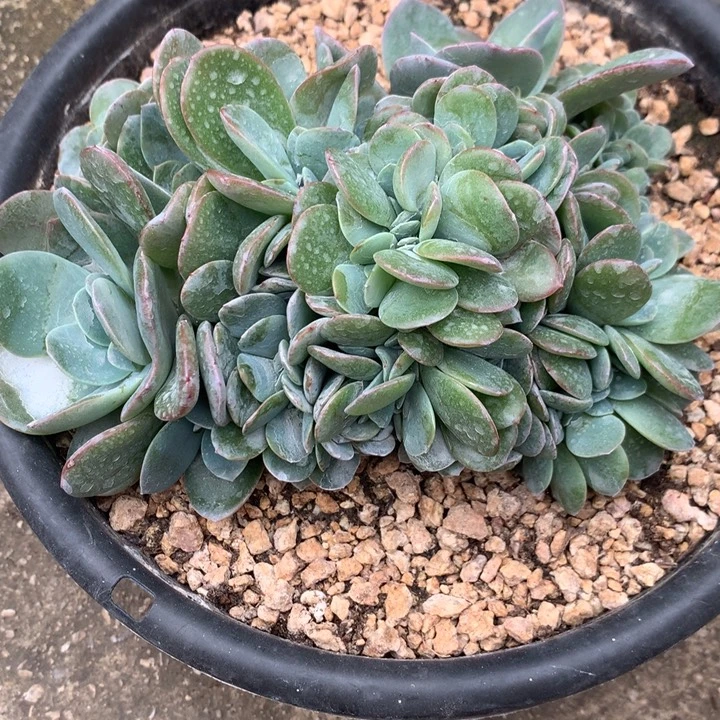 布兰蓝盘龙缀潜力股