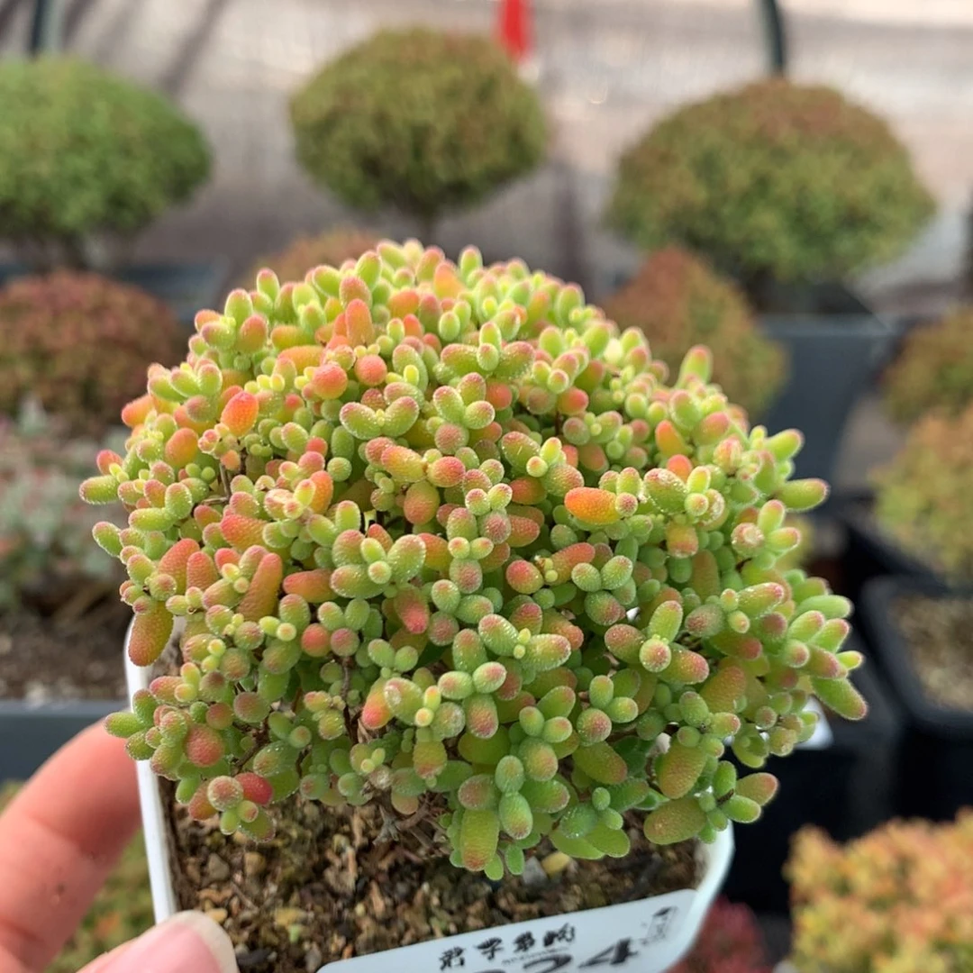 224蜜橘糖球