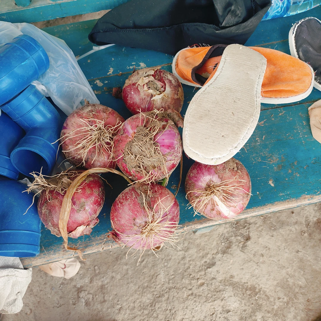 新鲜可生吃的紫红色扁平水果洋葱口感脆甜微辣