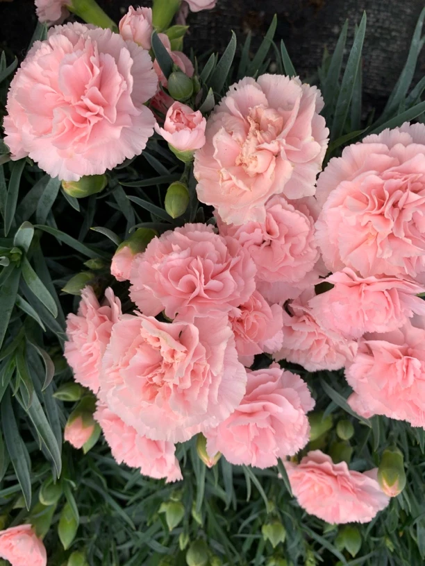 康乃馨拍一发六    盆栽带花带花苞客厅花卉绿植鲜花好养易活