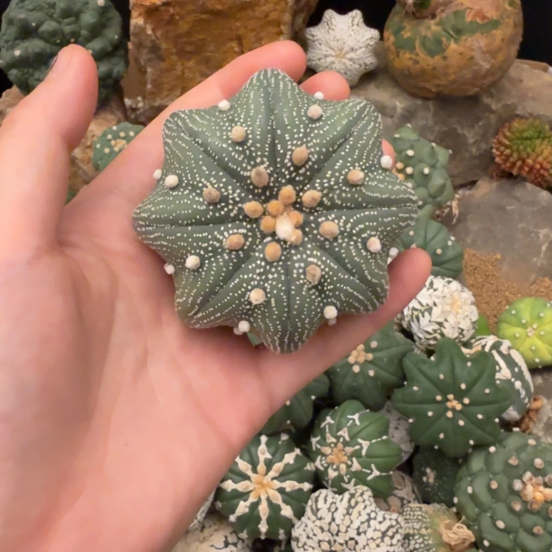 海星哈哈哈哈哈哈哈