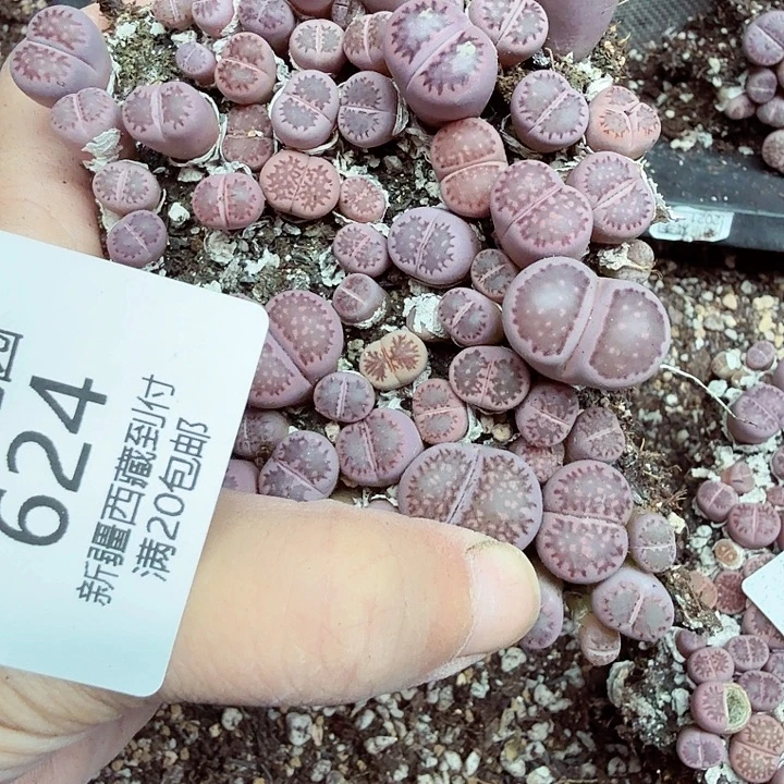 不用我送过去咯的624是