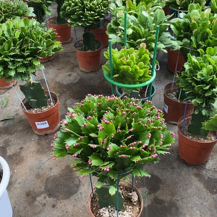 当前无花栽培后可以开花501嫁接爱玛