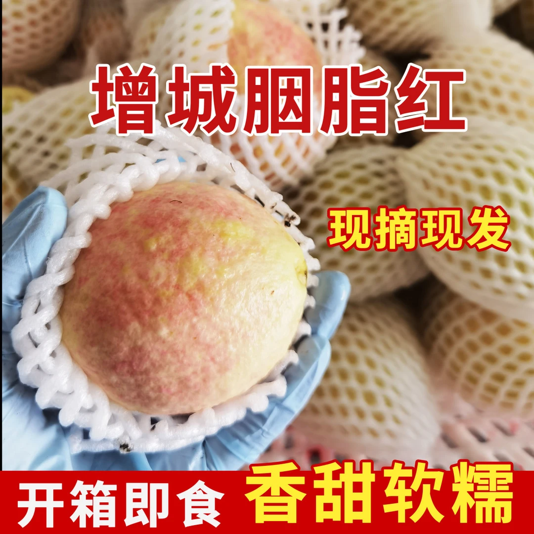 顺丰包邮广东增城胭脂红番石榴新鲜当季水果现摘现发香甜大果送礼