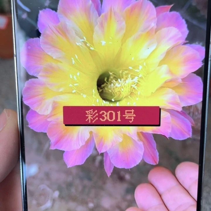 彩草301带根6公分左右满18包邮