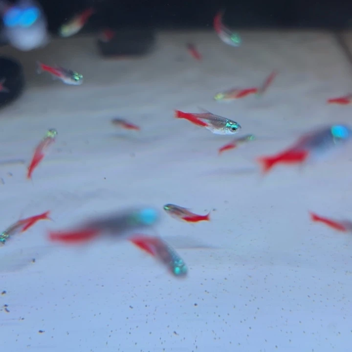 灯科鱼钻石灯10条装