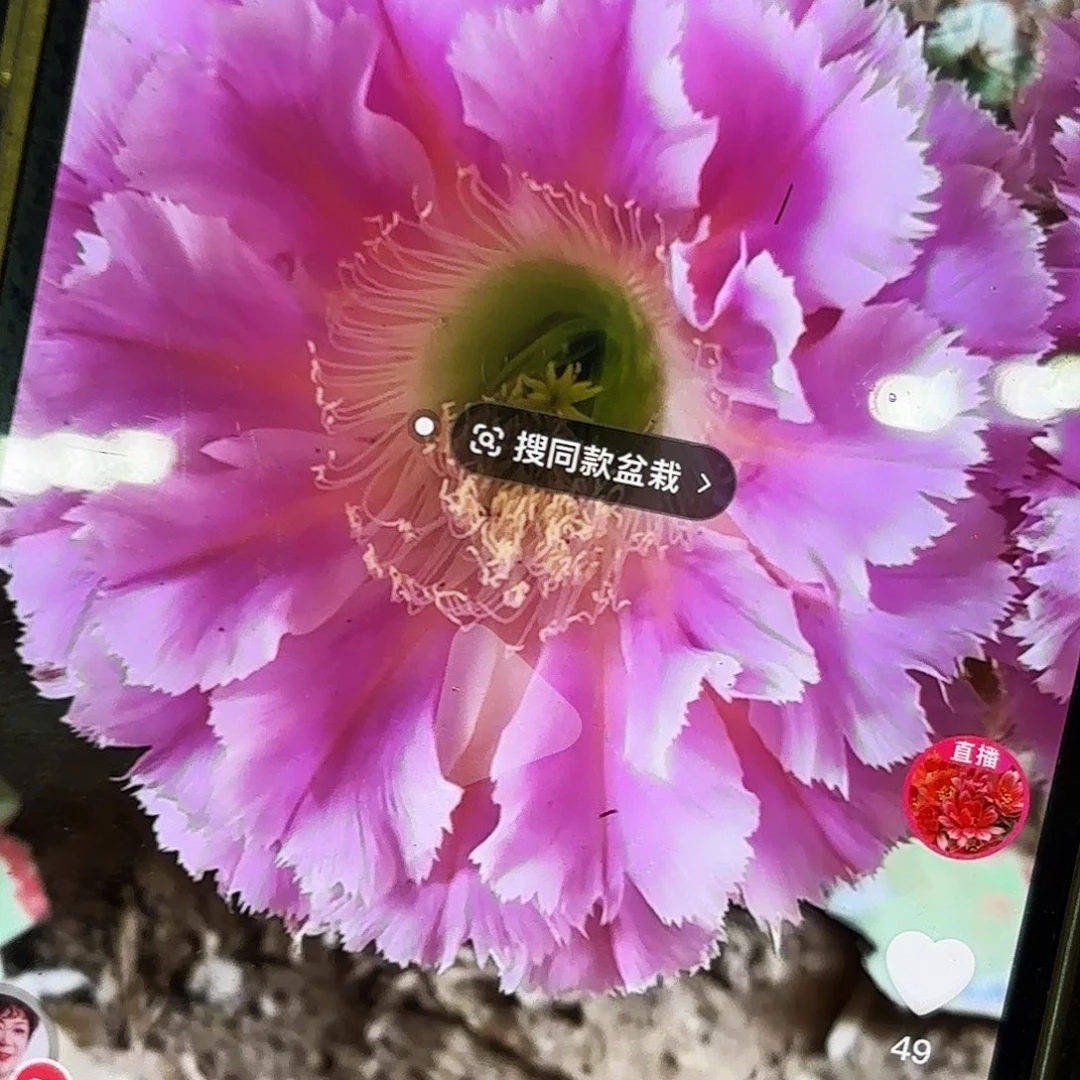 云端彩侧牙20包邮仙人球41瑕疵