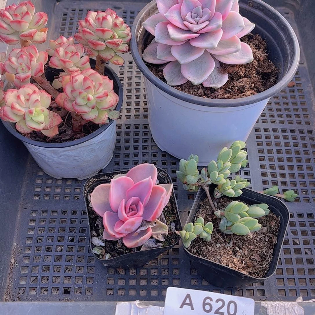 苏****萌多肉620多肉植物