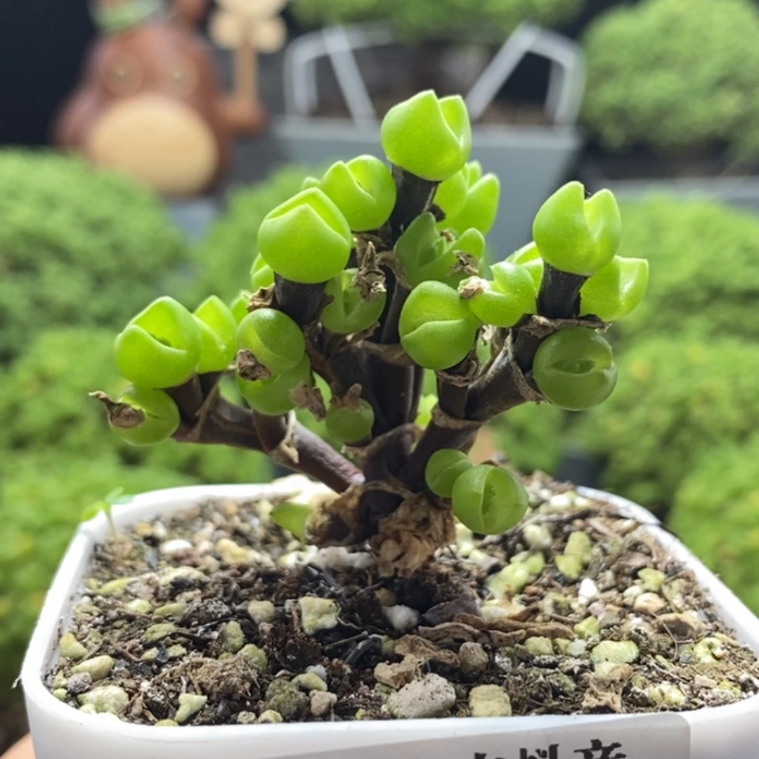 枝干兔子8314枝干番杏